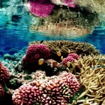 dominican coral reefs
